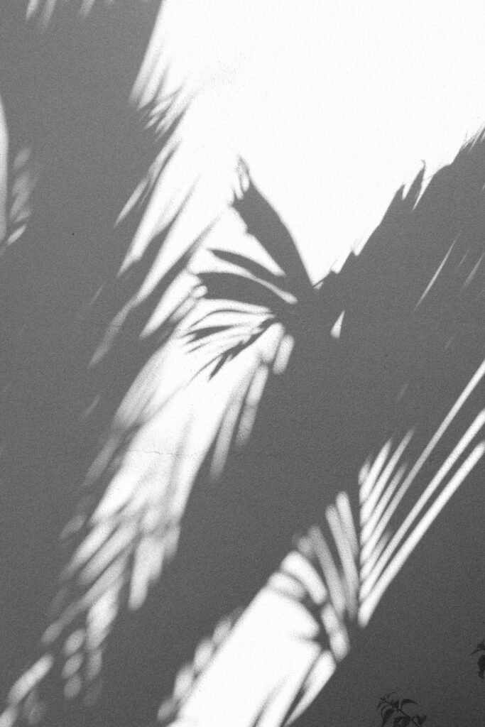 palm tree shadows